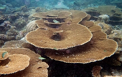 IMG_0542rf_Maldives_Madoogali_House reef_Tables de corail dur